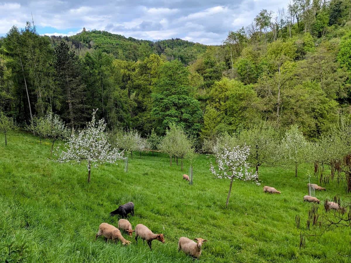 Eine kleine Herde Schafe grast auf einer steilen, grünen Wiese mit blühenden Obstbäumen, dahinter ein dichter Mischwald und im fernen Hintergrund eine Burgruine auf einem Hügel.